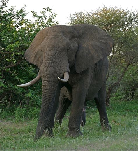 African Elephant .
